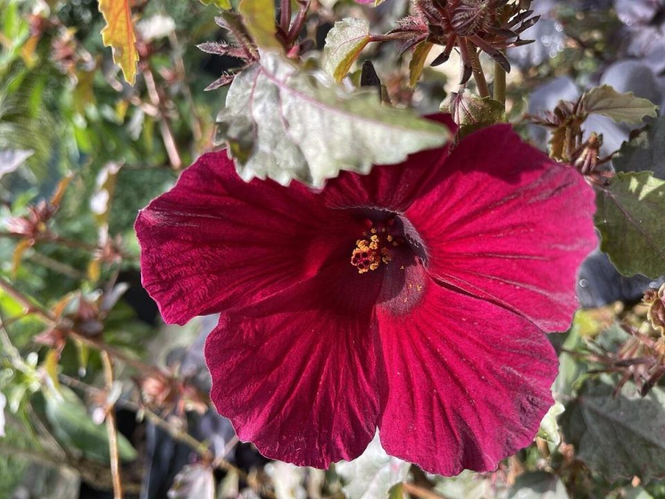 �������� � ������ ��������: ������� �����, ����� ���������, ��� �� ������ ���� � ����� ������� ��������