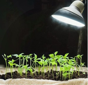 Секреты эффективного освещения рассады