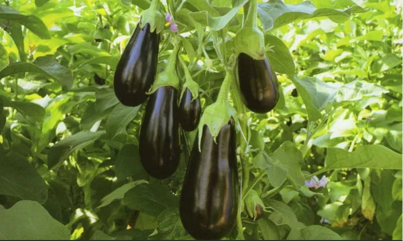 ������� ���� ������� ��� � ��������������� ����������