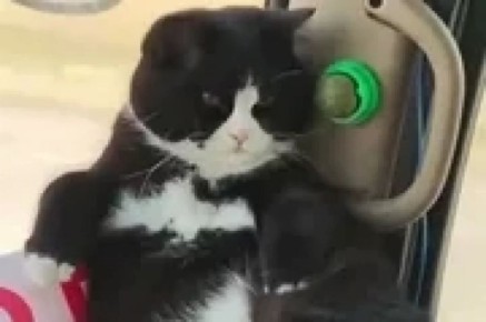 Кот Пельмешек: как пушистый путешественник покорил китайские соцсети