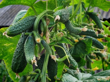 ������� ������� ��������� �������������: ������� ����������� � ���������