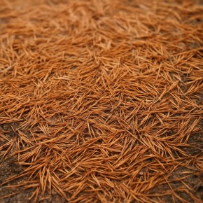 ����: ����������� �������� ��� ������ �������