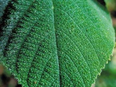 Как эффективно избавиться от мокрицы на огороде