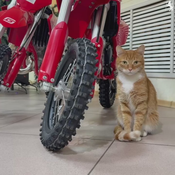 Парк спортивно-технического клуба «Владимир-Весна» пополнился тремя новыми современными мотоциклами