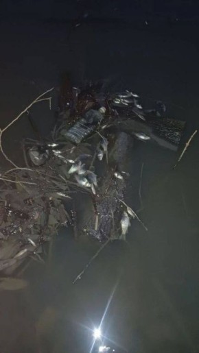 Во Владимире завели уголовное дело по факту массовой гибели рыбы в пруду на Добросельской