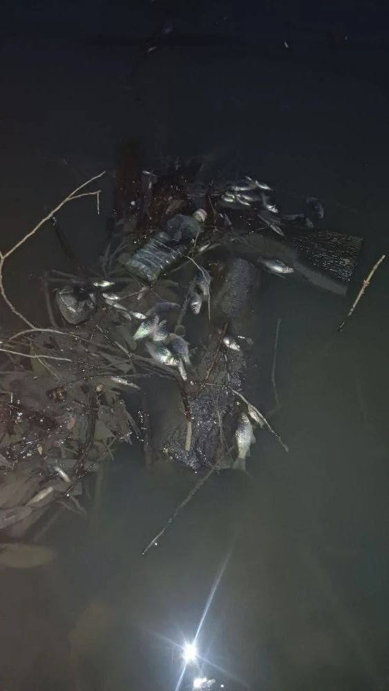 Во Владимире завели уголовное дело по факту массовой гибели рыбы в пруду на Добросельской