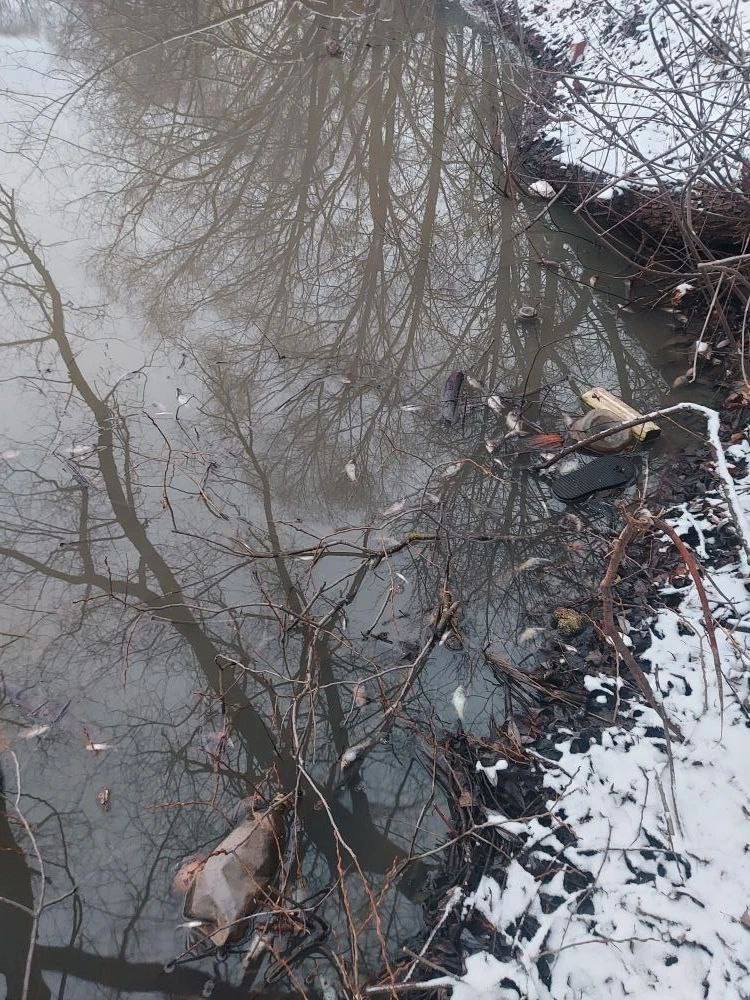 Во Владимире завели уголовное дело по факту массовой гибели рыбы в пруду на Добросельской Во Владимире завели уголовное дело по факту массовой гибели рыбы в пруду на Добросельской