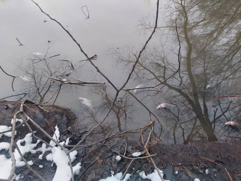 Во Владимире завели уголовное дело по факту массовой гибели рыбы в пруду на Добросельской Во Владимире завели уголовное дело по факту массовой гибели рыбы в пруду на Добросельской