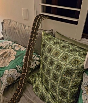 �����������, �����������, ���������� � ���� �� ����� 2,5-��������� ��������� ������