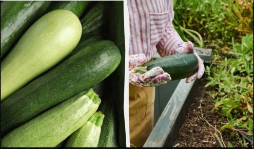 ��� �������� ������� ������ �������� �� ������ ����������