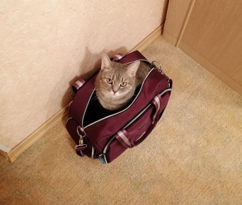 �������� ������������: ��� �������� ������� � ������������ ��������