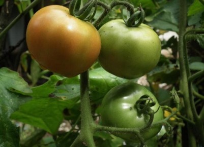 ��� ���������� ����� ����� ������� ���� �������� ����������