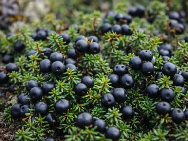 �����: ������������ �����, ������������� � �������� �������