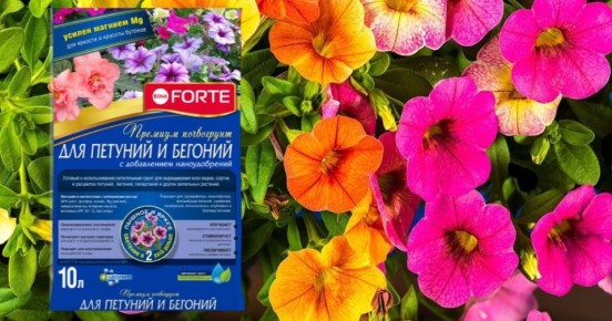 Как вырастить петунии: от посадки до пышного цветения