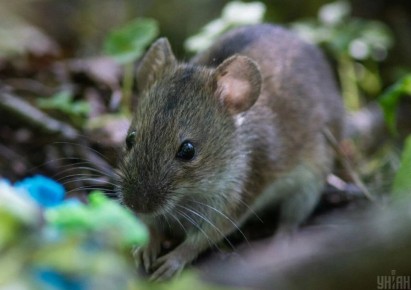 ��� �������������� ����� �����: ������������� ������ ��������