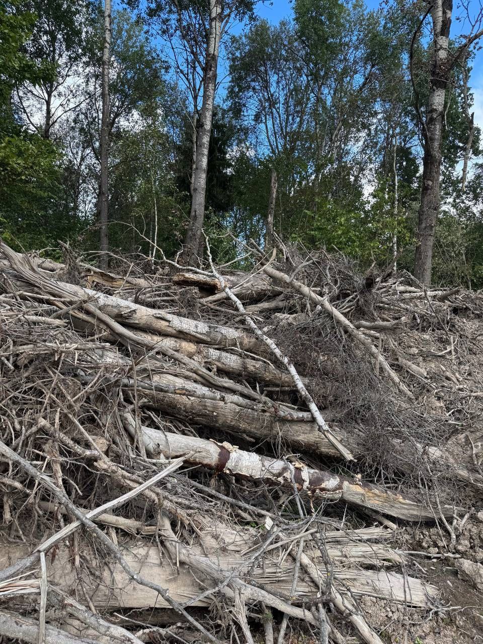™™™™™™™. ™™™™™™™™. В Александрове вынесен приговор по уголовному делу о незаконной рубке леса в особо крупном размере Александровским городским судом вынесен приговор в отношении жителя города Струнино