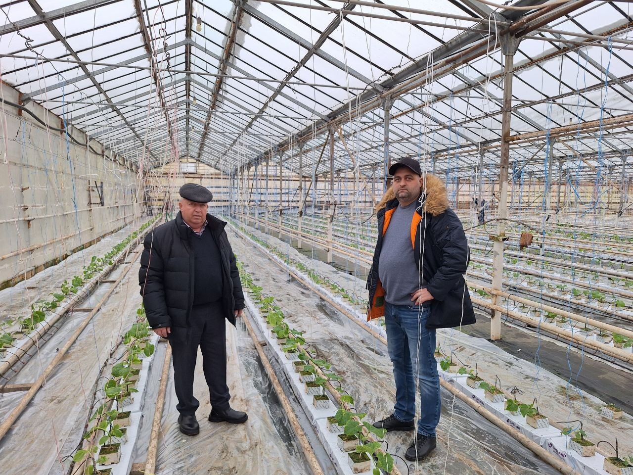В поселке Вольгинский запущен новый тепличный проект В поселке Вольгинский запущен новый тепличный проект