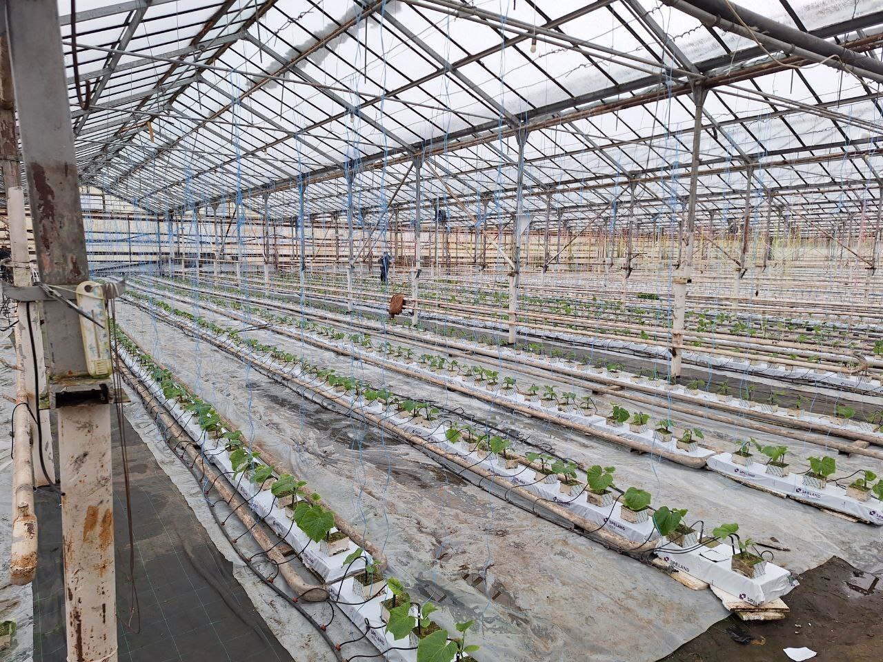 В поселке Вольгинский запущен новый тепличный проект