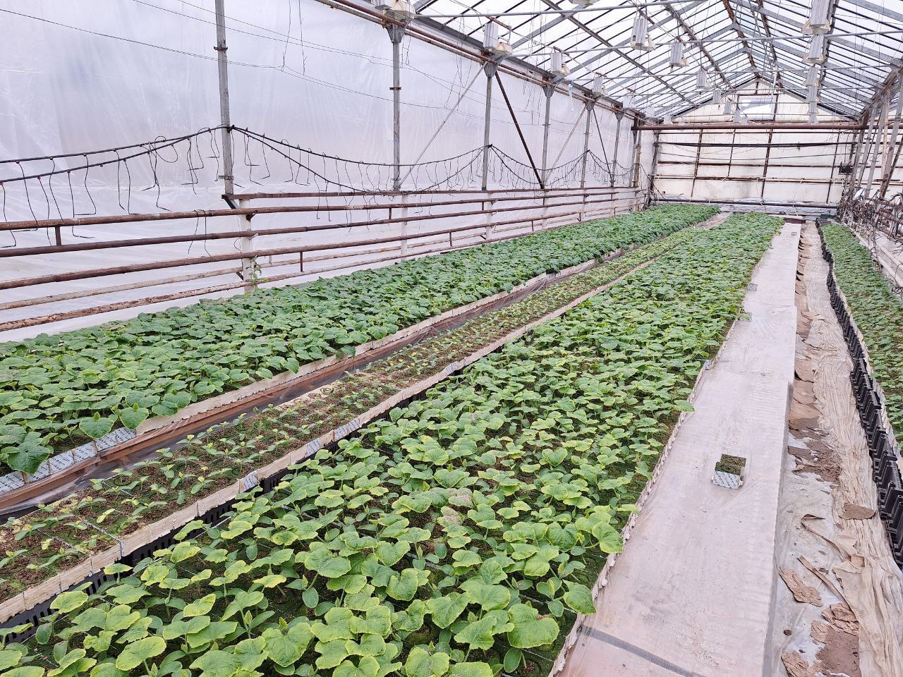 В поселке Вольгинский запущен новый тепличный проект В поселке Вольгинский запущен новый тепличный проект