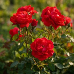 Как правильно кормить розы для их пышного цветения