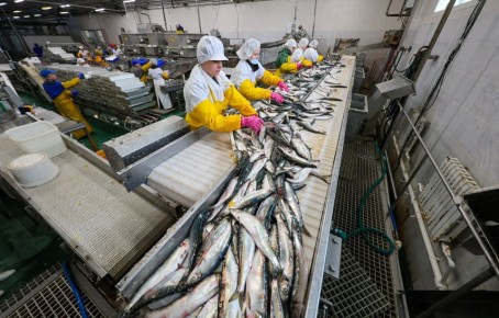 Рыбная цена под контролем биржи: новые правила мониторинга