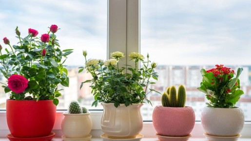 ��� ��������� ��������� ���� � ������ �����: ��������� ���� � ����������� ��������