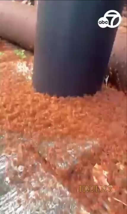 «Красная ковровая дорожка» - у крабов из Австралии начался сезон миграции: