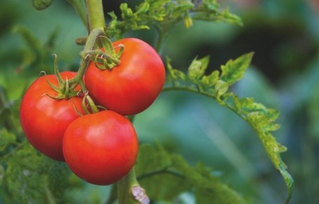 Томат Юлия: крупноплодный гибрид с розовым вкусом и стабильным урожаем