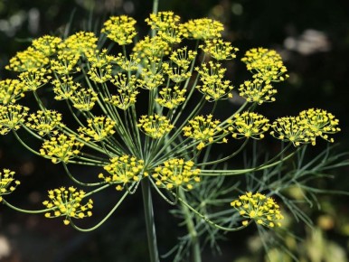 ������ ����� ������� �����: ��� ������� ������ � ������� ��������