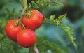 Томат Юлия: крупноплодный гибрид с розовым вкусом и стабильным урожаем