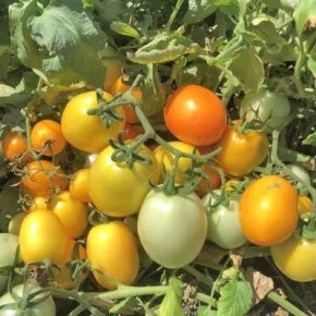 Томат Солнечный дар: как получить щедрый урожай и удобство консервации