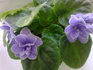 Укоренение черенков: как выбрать стимулятор и что учесть на практике