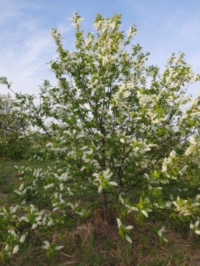 ����������� ������ ���������: ������ ��������� �� ����� ���������� � ��������