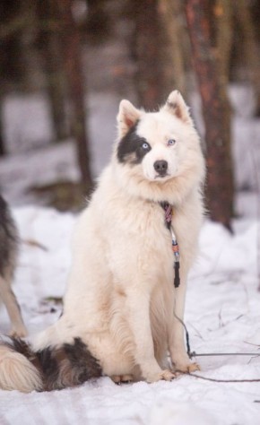 На старт! Внимание! Гав!. Во Владимирской области завтра стартует гонка на собачьих упряжках «Семь верст … Crazy dog»