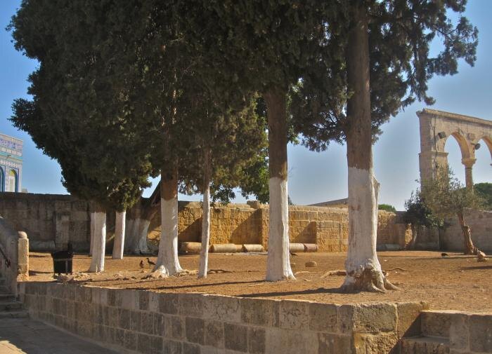 Необычные способы защитить деревья от вредителей