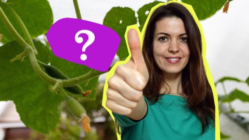 Огурцы попрут как на дрожжах: поможет эта подкормка из одного просроченного продукта