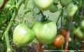 Томат «Батяня»: раннеспелость и крупные плоды, которые покорят вас