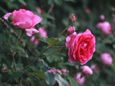 Как картошка поможет сделать ваш балкон оазисом зелени