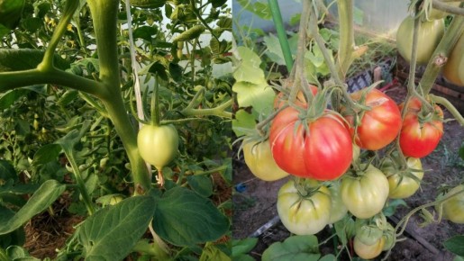 ���������� ����� �������: ��� ������� ������ ������� ��� ������ ������