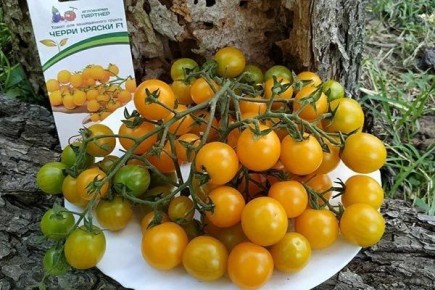 ������ ����� ������: ��� ��������� ��������� ������