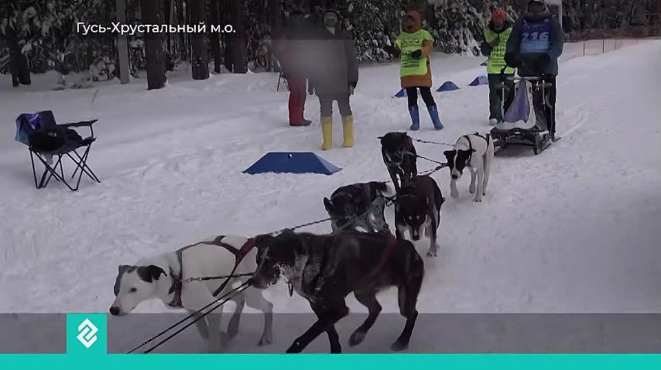 150 спортсменов и 500 собак приняли участие в гонке во Владимирской области