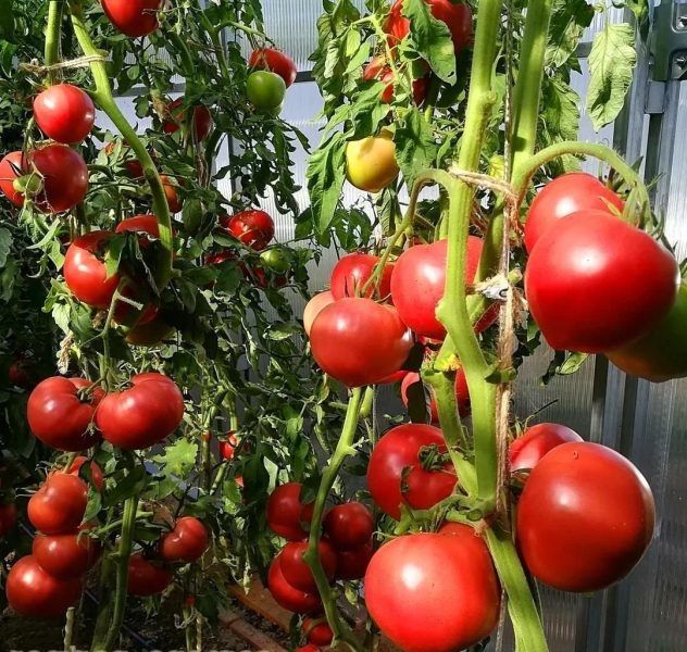 Томат «Эволюция»: идеальный гибрид для вашего сада