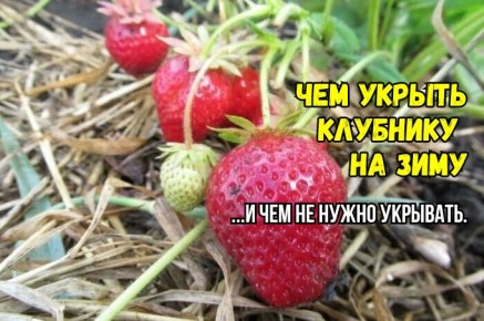 ��� �� ����� �������� �������� �� ����: 3 ������ � ���� ������� �������