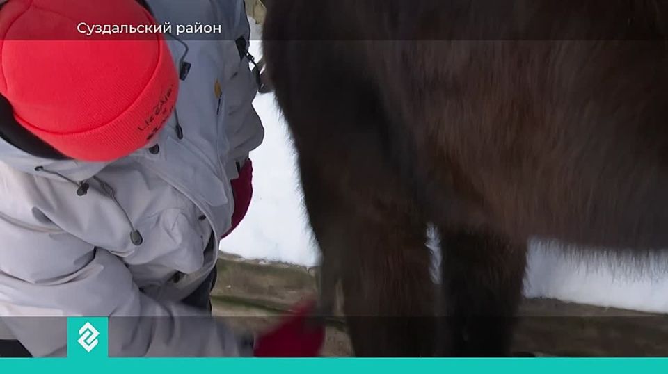 Волонтеры отряда «ЛизаАлерт» во Владимирской области постигают основы верховой езды