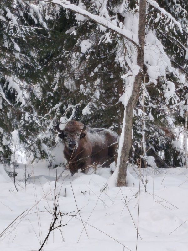 ������ ����. ������ ��� � �������� �� ���� �������