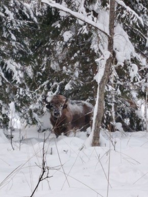 ������ ����. ������ ��� � �������� �� ���� �������