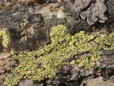 ��� ��������� ������ �� �������: ������, ��� �������