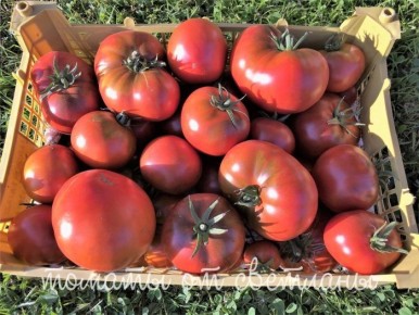 Томат Замок Шартр: как вырастить шедевр с крупными плодами