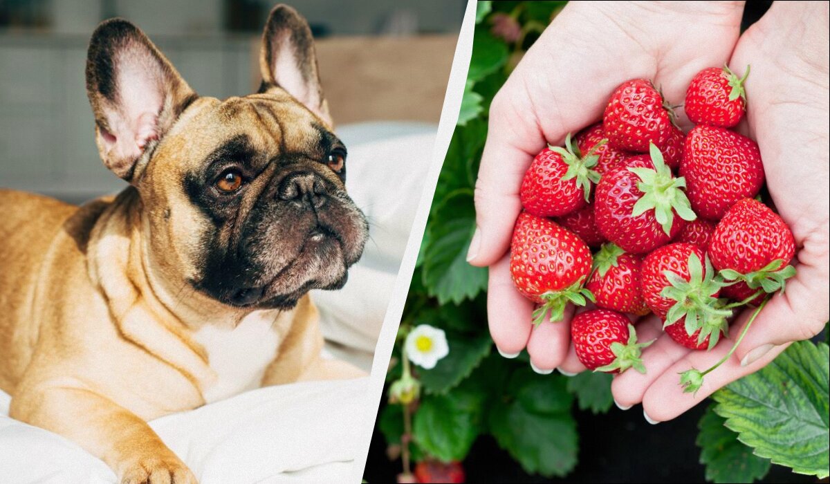 Можно ли угощать собаку клубникой? Ветеринары дают ответ