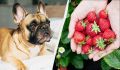 Можно ли угощать собаку клубникой? Ветеринары дают ответ